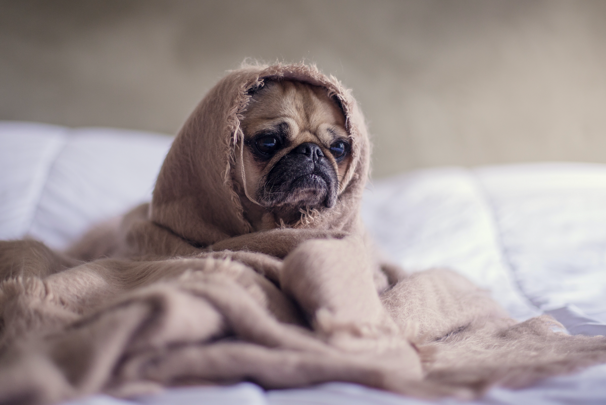 Compression socks and sleep apnea fact or myth — Dr. Motion blog cover